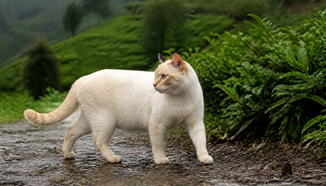 Artvin Kedi fiyatları