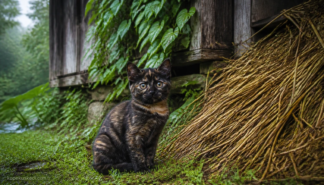 Artvin Kedi yavru
