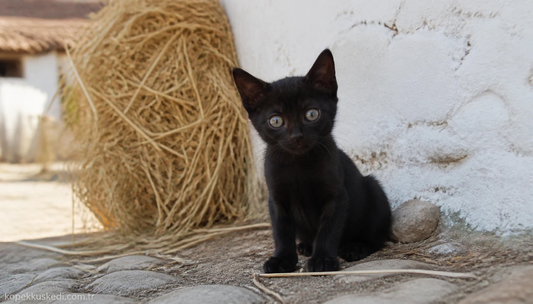 Aydın Kedi yavru
