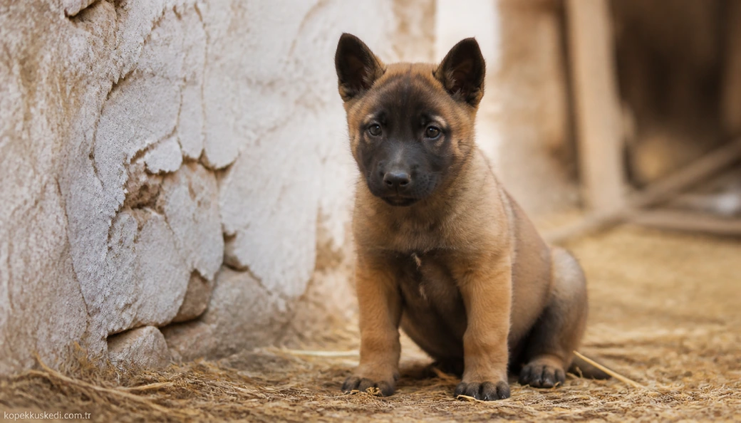 Aydın Köpek yavru