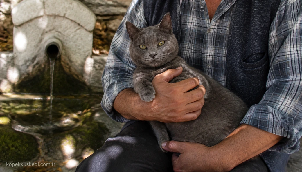 Balıkesir Kedi sahiplenme