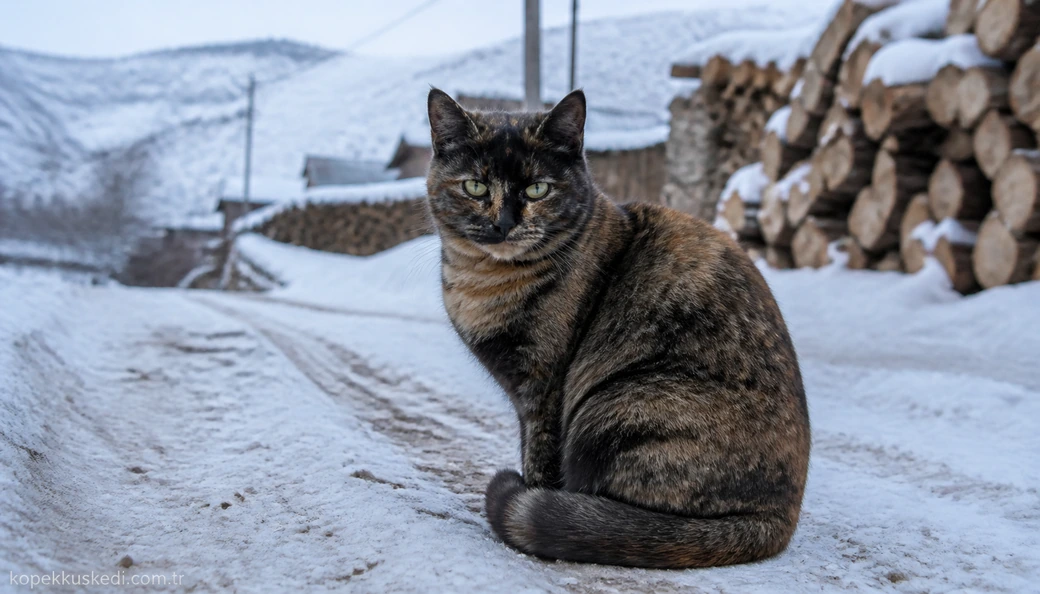 Bayburt Kedi fiyat
