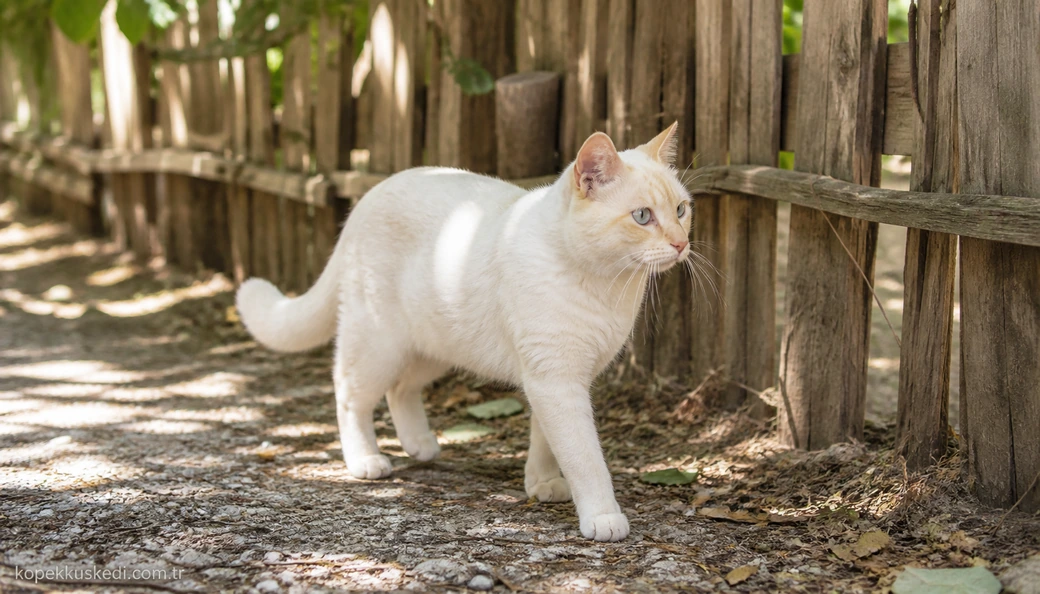 Bilecik Kedi fiyatları