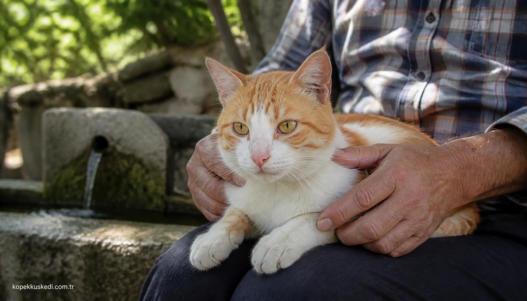 Bilecik Kedi sahiplenme