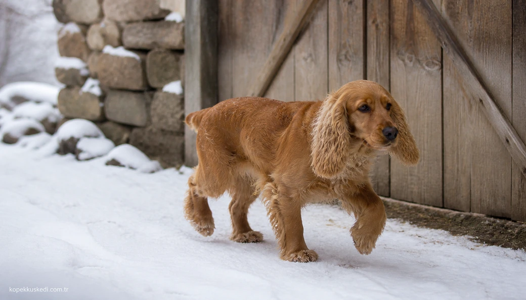 Bingöl Köpek fiyatları