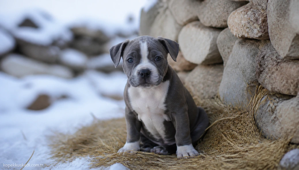 Bingöl Köpek yavru