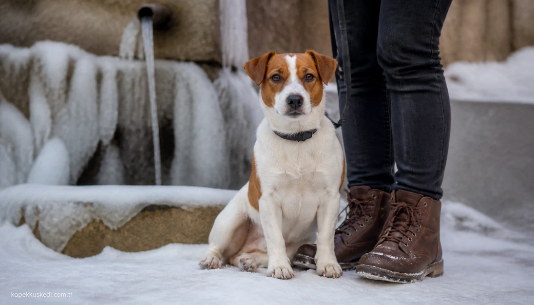 Bingöl Köpek sahiplenme