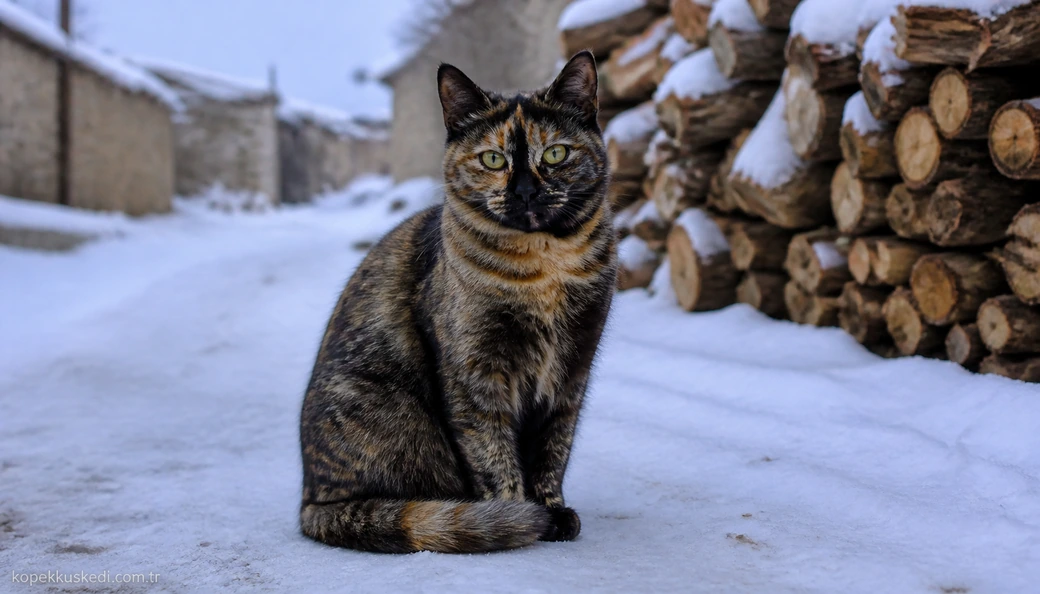 Bitlis Kedi fiyat