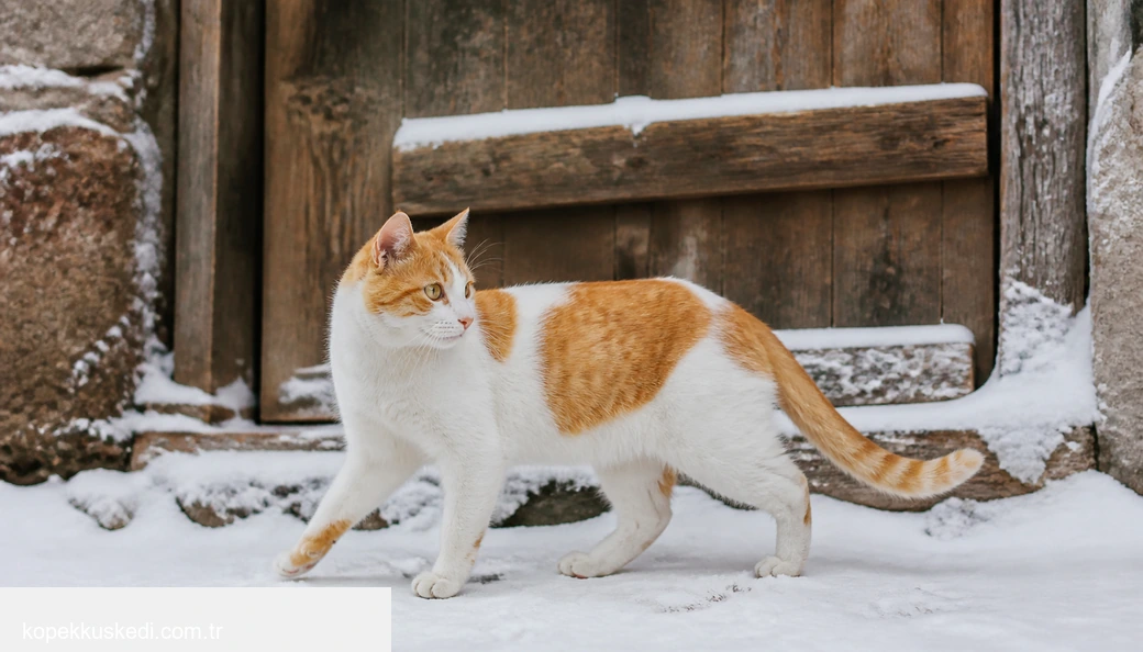 Bitlis Kedi fiyatları