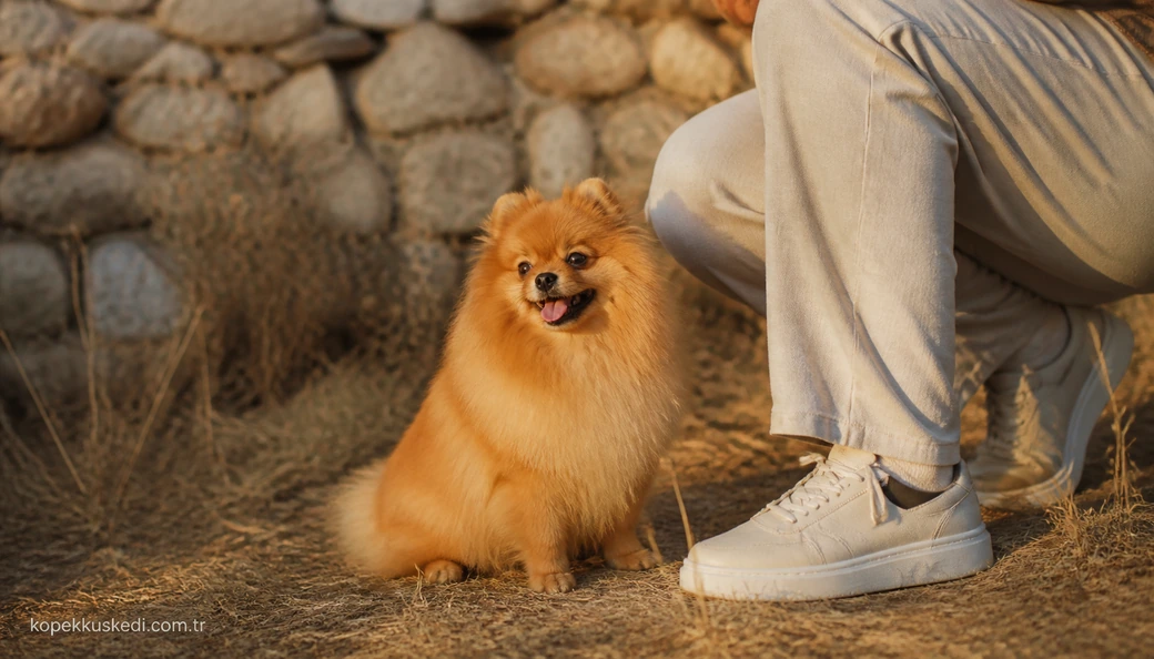 Burdur Köpek sahiplenme