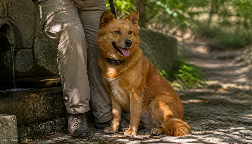 Bursa Köpek sahiplenme