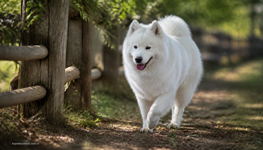 Çanakkale Köpek fiyat