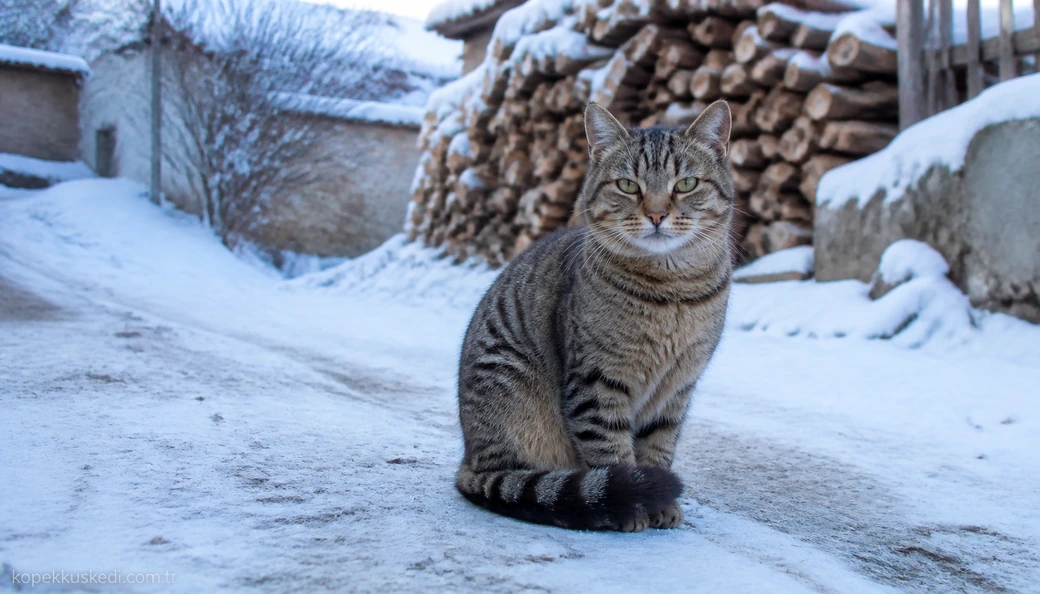 Çankırı Kedi fiyat