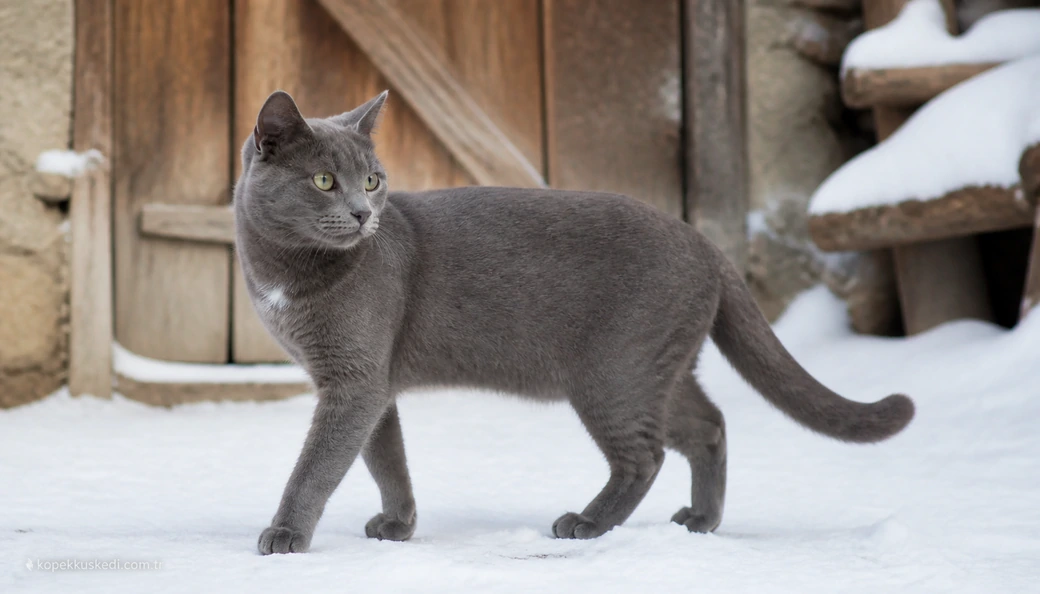 Çankırı Kedi fiyatları