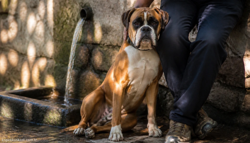 Edirne Köpek sahiplenme