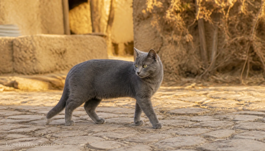 Elazığ Kedi fiyatları