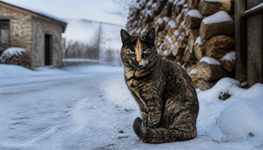 Erzincan Kedi fiyat