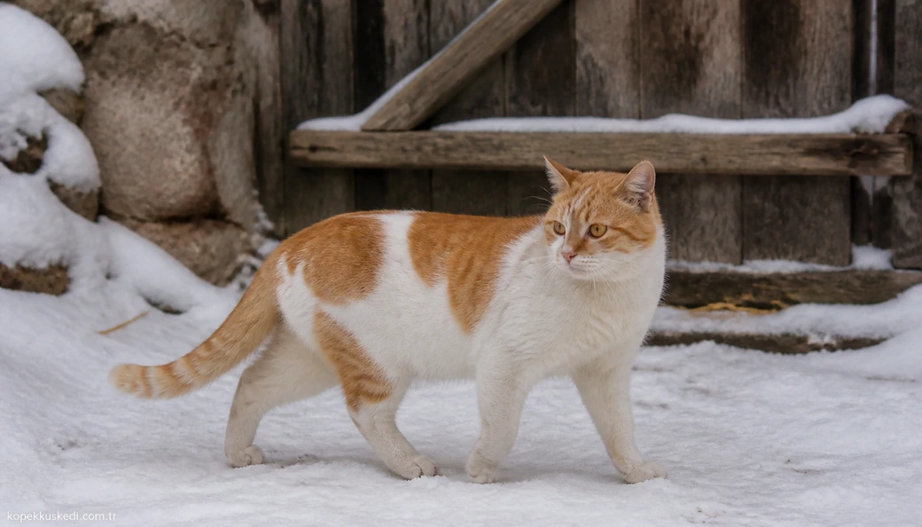 Erzincan Kedi fiyatları
