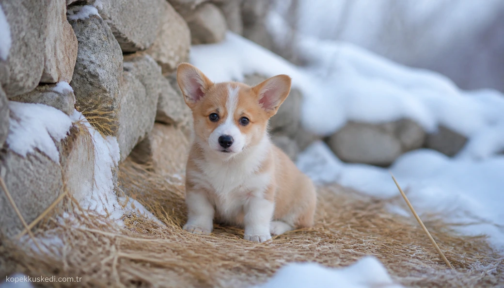 Erzincan Köpek fiyatları