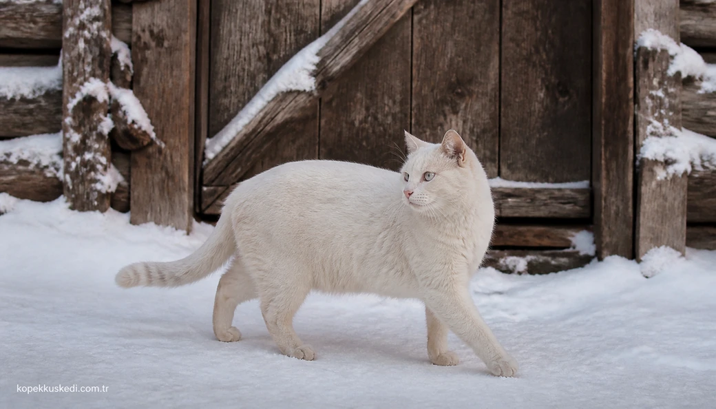 Erzurum Kedi fiyatları