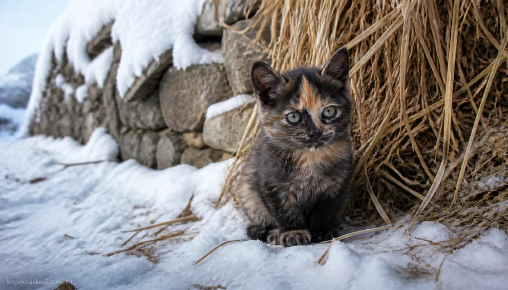 Erzurum Kedi yavru
