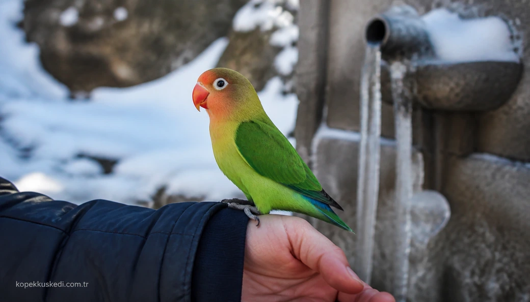 Erzurum Kuş sahiplenme