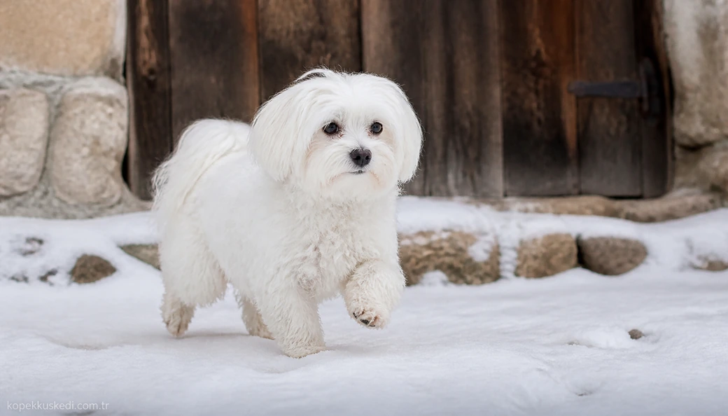 Gümüşhane Köpek fiyat