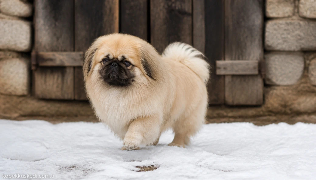 Hakkari Köpek fiyat