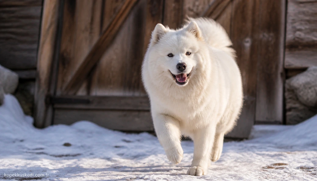 Iğdır Köpek fiyat