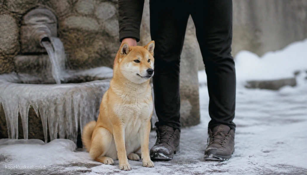 Iğdır Köpek yavru