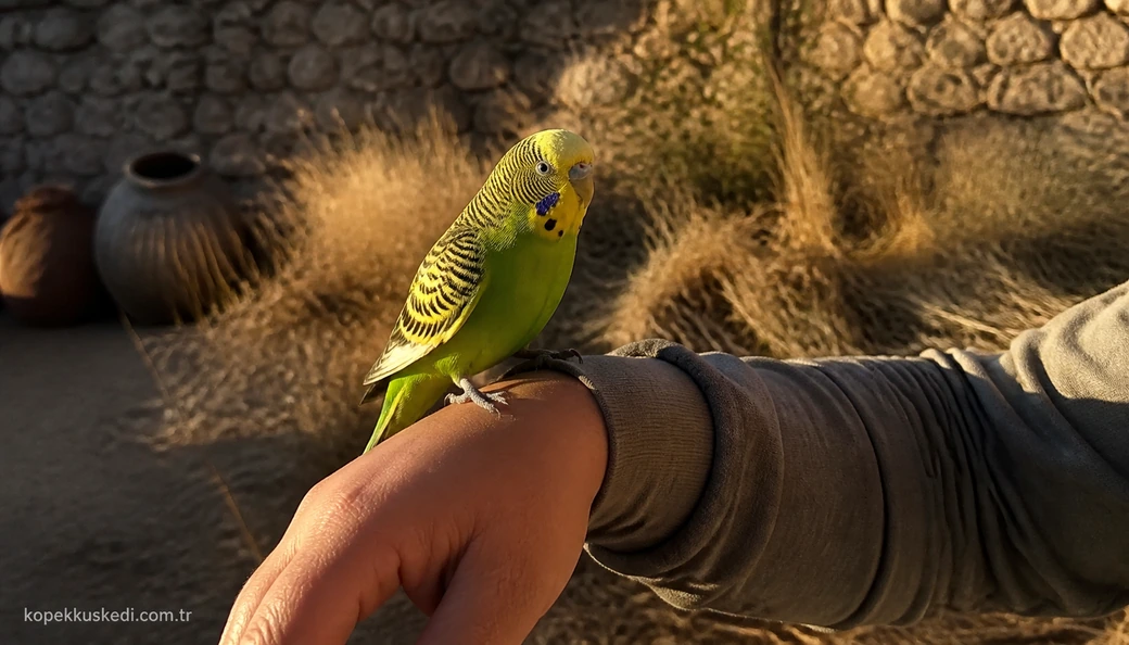 Isparta Kuş sahiplenme