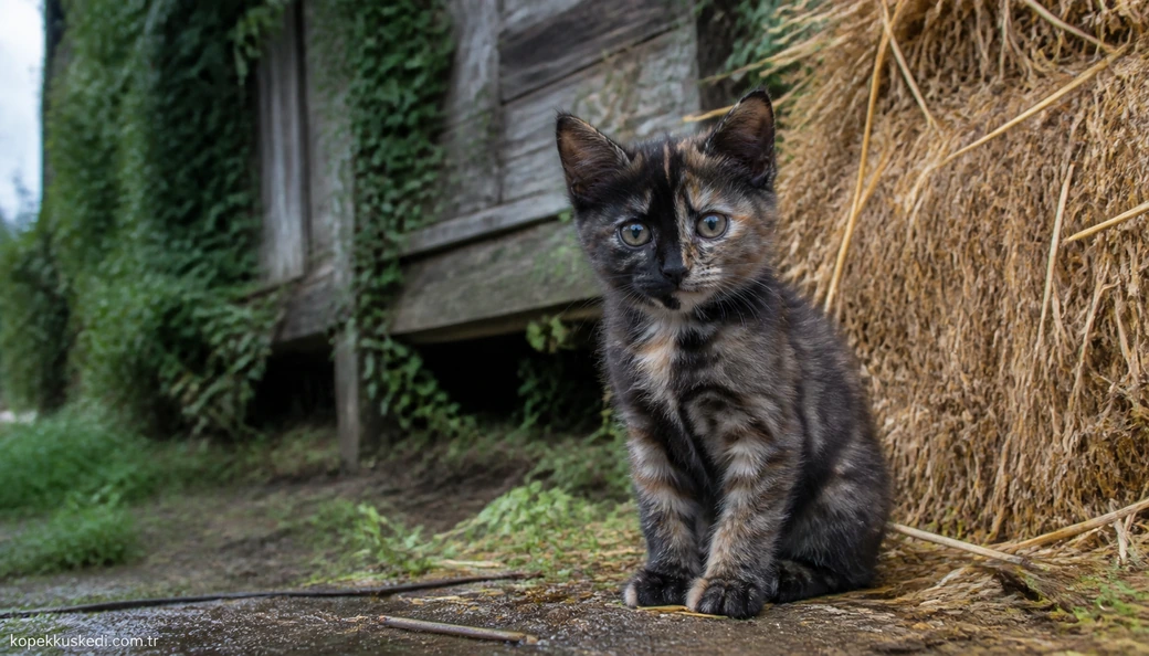 Karabük Kedi yavru