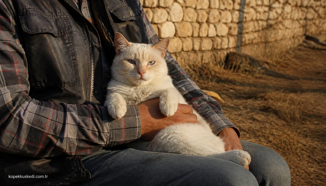 Karaman Kedi sahiplenme