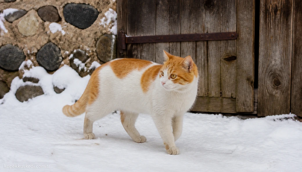 Kars Kedi fiyatları