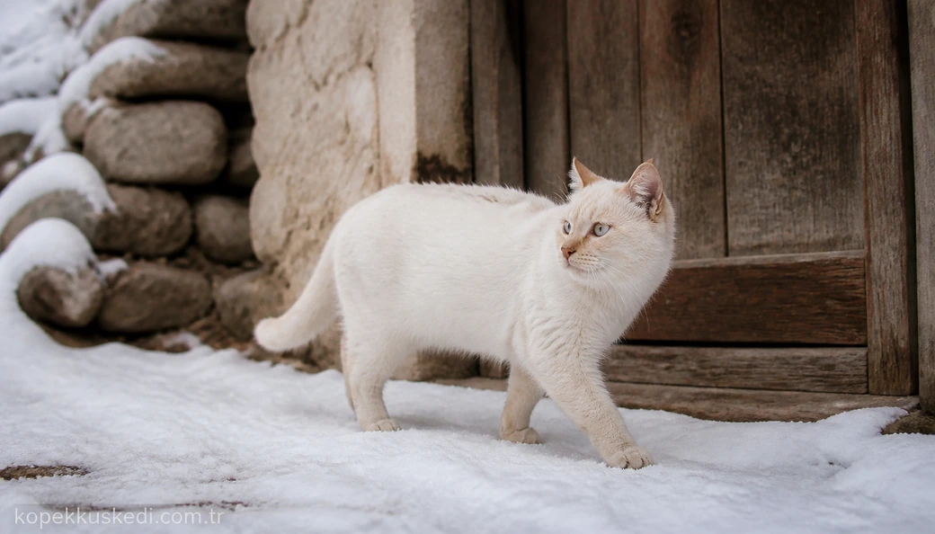 Kastamonu Kedi fiyatları
