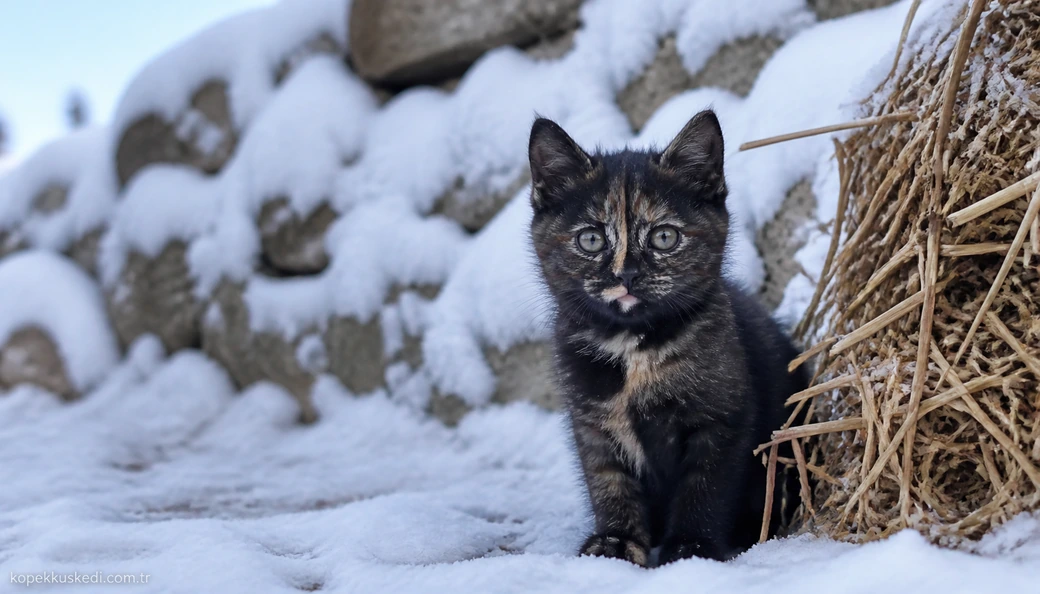 Kastamonu Kedi yavru