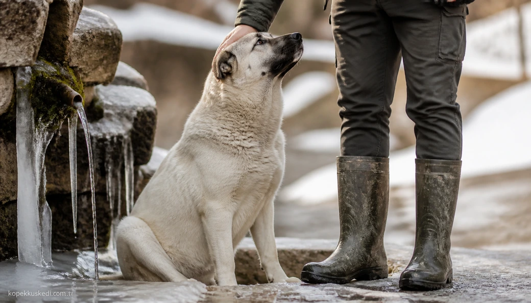 Kastamonu Köpek yavru