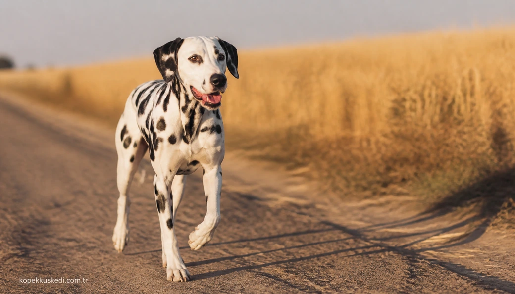 Kayseri Köpek fiyat