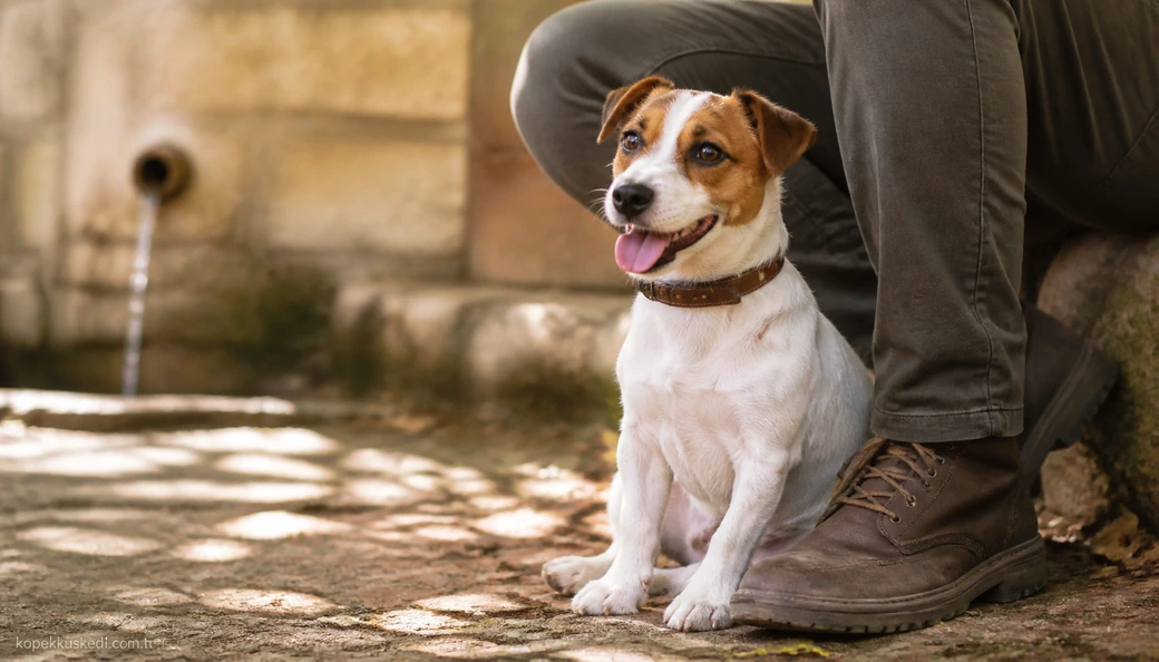 Kırklareli Köpek yavru