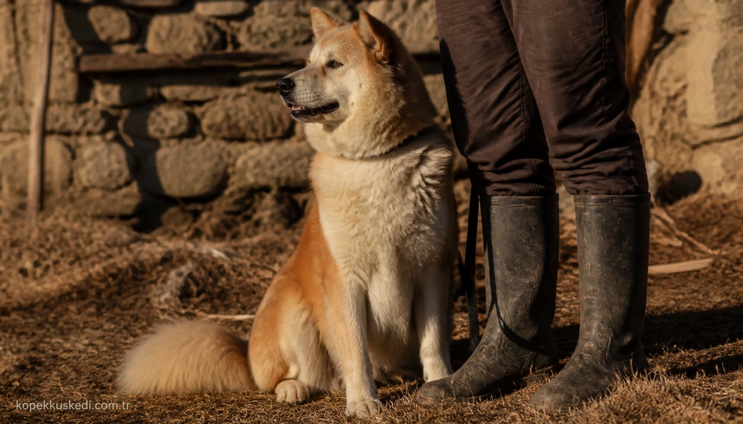 Konya Köpek sahiplenme