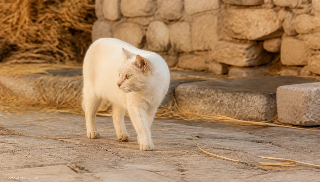 Malatya Kedi fiyatları