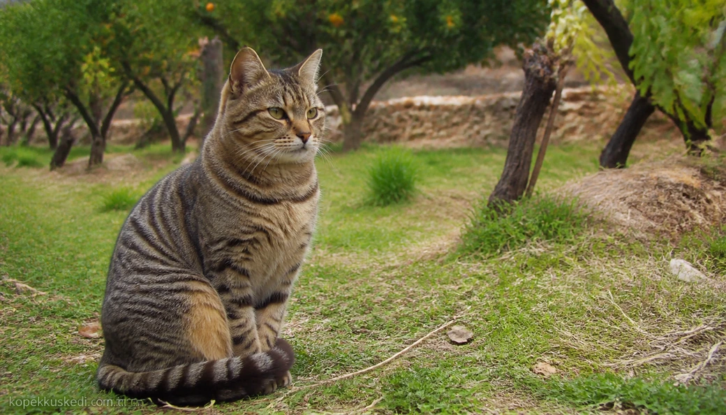 Manisa Kedi fiyat