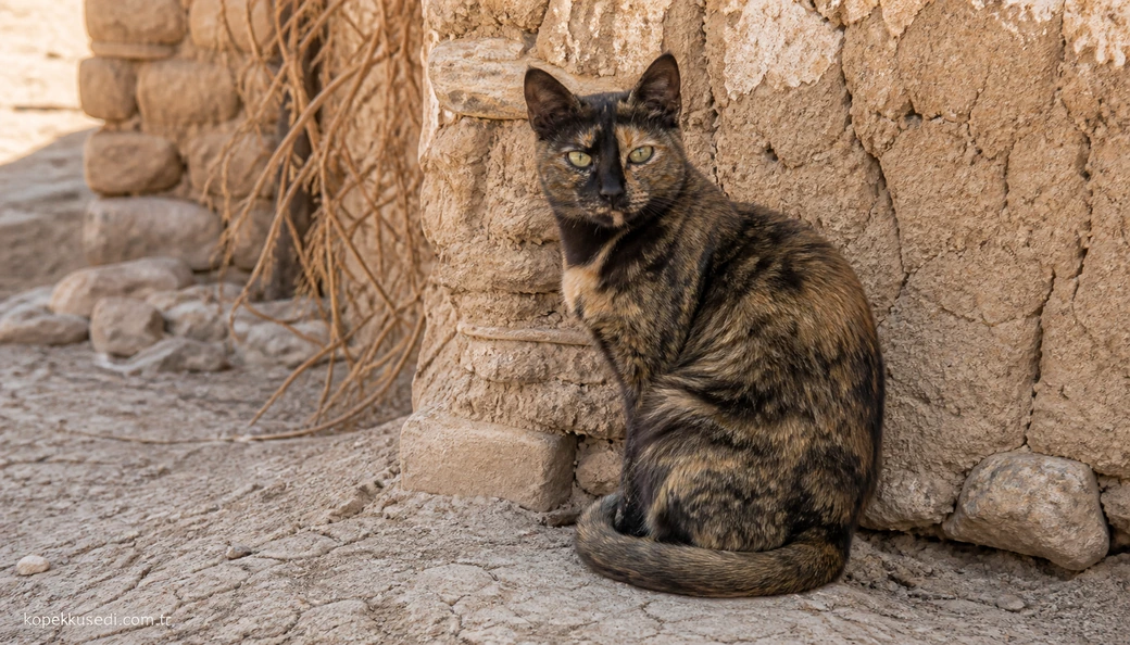 Mardin Kedi fiyat