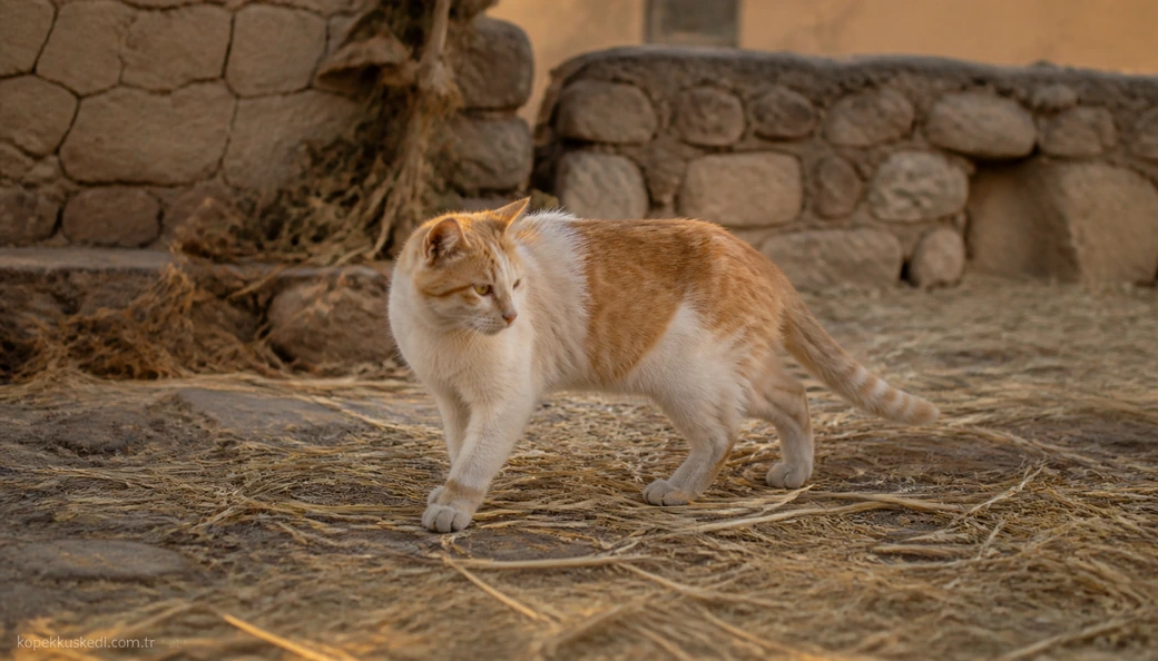 Mardin Kedi fiyatları