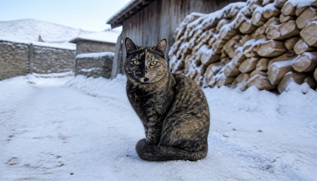 Muş Kedi fiyat