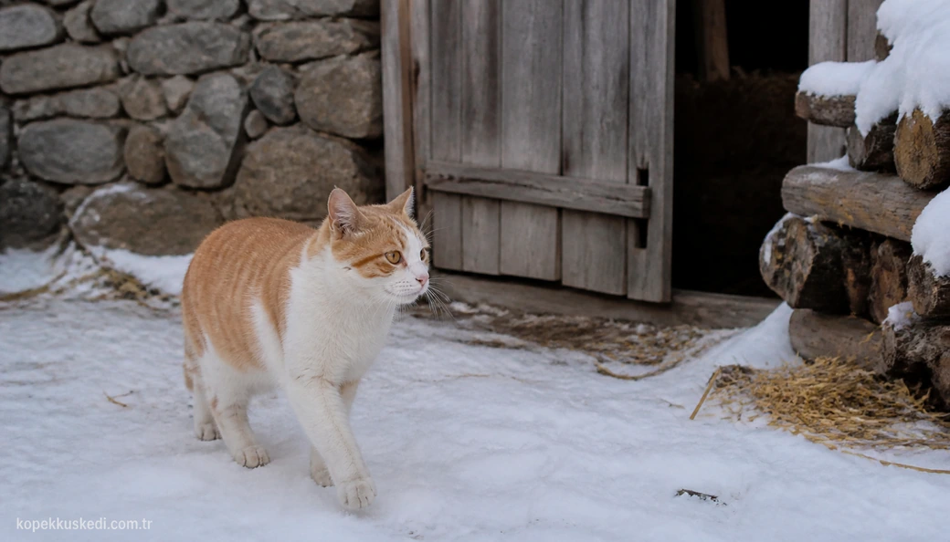 Muş Kedi fiyatları