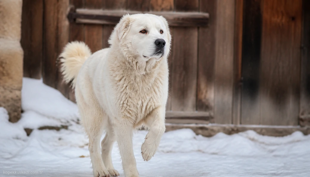 Muş Köpek fiyat