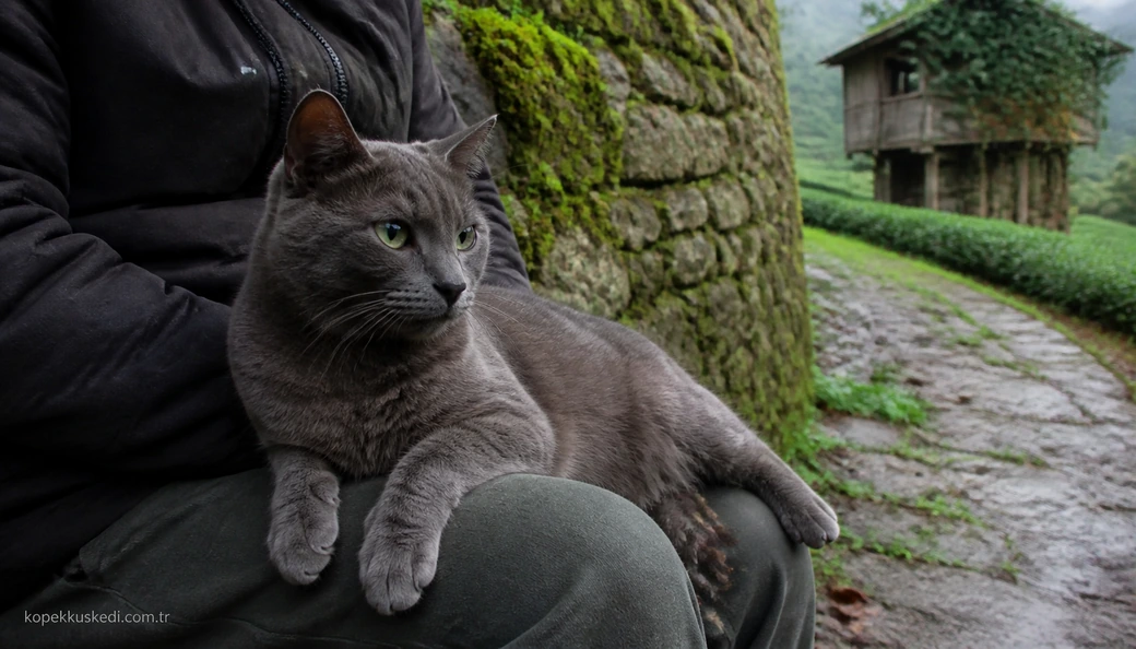 Ordu Kedi sahiplenme