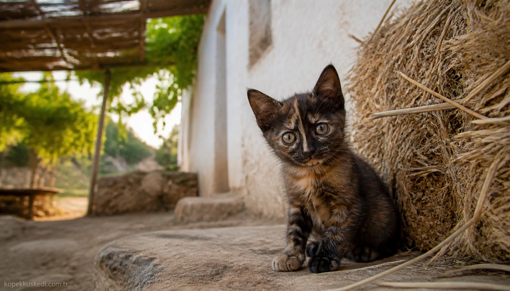 Osmaniye Kedi yavru
