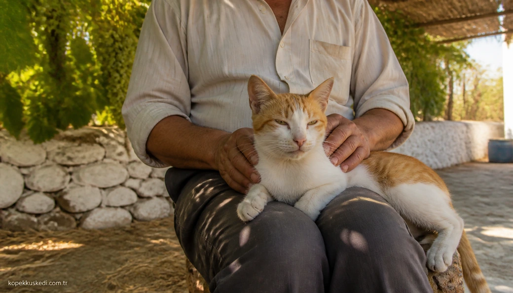 Osmaniye Kedi sahiplenme